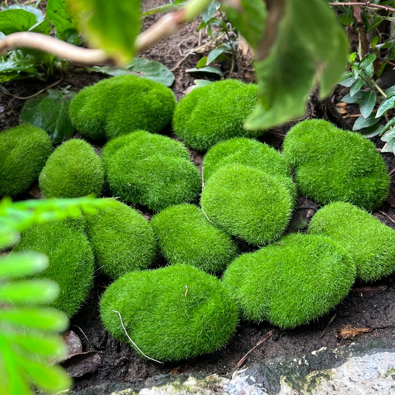 100/5 قطعة من أحجار الطحلب الا - مراجعة Sphagnum Moss Dry وسعره