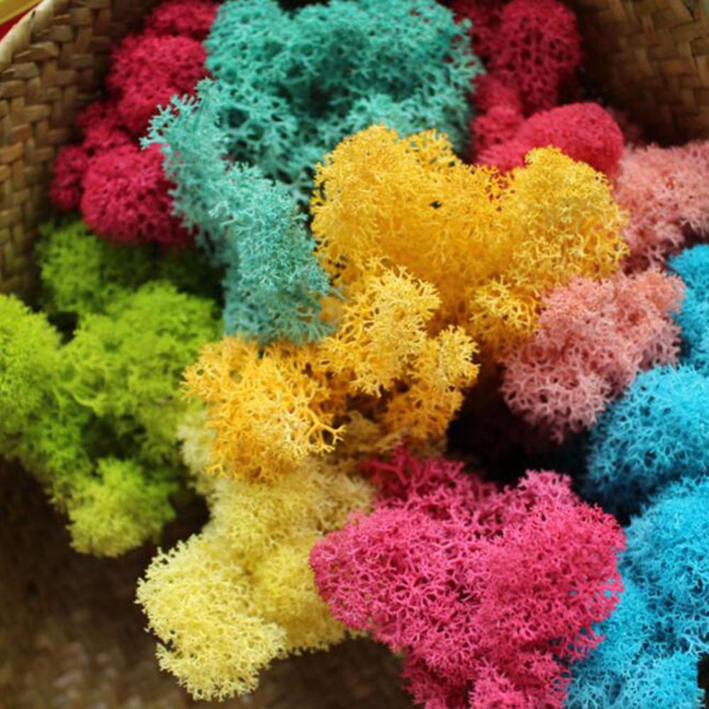 نبات اصطناعي الحياة الأبدية مو - مراجعة Sphagnum Moss Dry وسعره