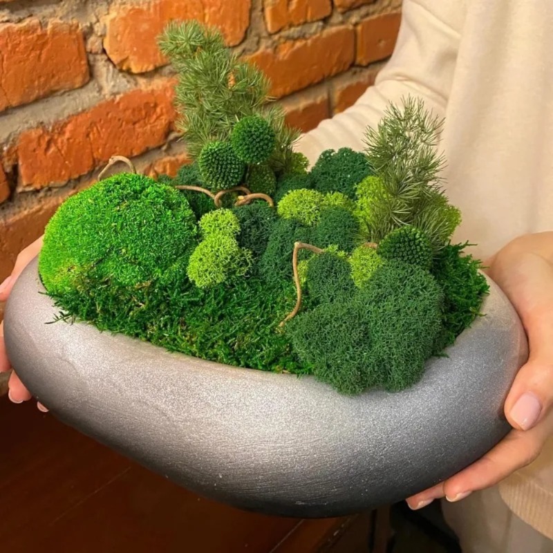 طحلب أخضر اصطناعي للحرف اليدوي - مراجعة Sphagnum Moss Dry وسعره